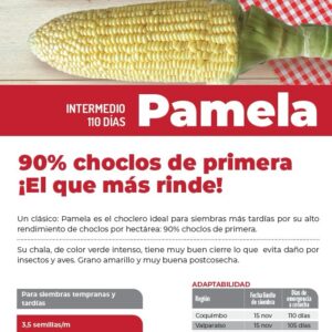 SEMILLA MAIZ CHOCLERO PAMELA