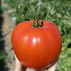 Semilla Tomate Gigante Rojo 30 Semillas Plantec