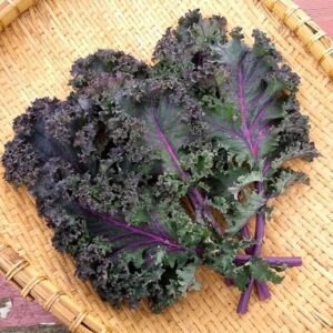 SEMILLA DE KALE ROJO RIZADO 500GRS IMPORAGRO
