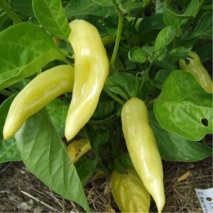 SEMILLAS AJI CRISTAL MUSIC