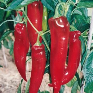 SEMILLAS AJI CACHO DE CABRA MUSIC