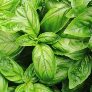 SEMILLAS ALBAHACA CHILENA 2GRS