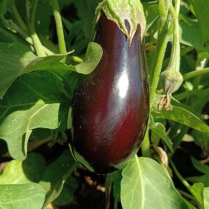 SEMILLA BERENJENA MADRID HIBRIDA PLANTEC