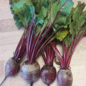 SEMILLA HIBRIDA BETARRAGA SANGRIA F1 PLANTEC