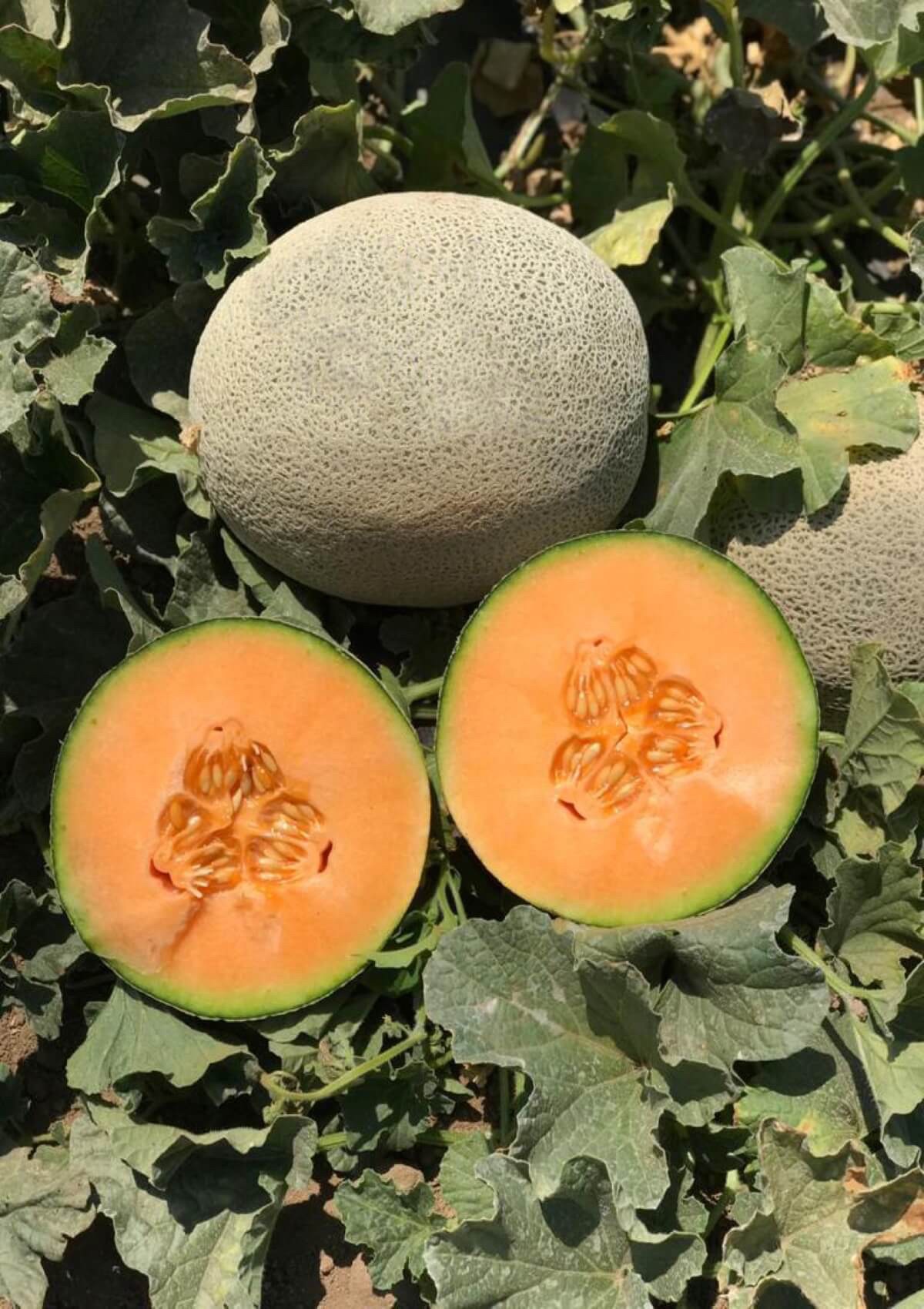 SEMILLA MELON HIBRIDO TITAN PLANTEC - Imagen 2