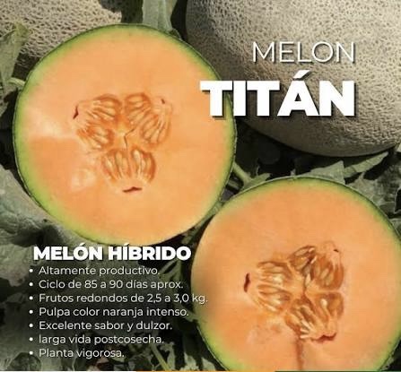 SEMILLA MELON HIBRIDO TITAN PLANTEC