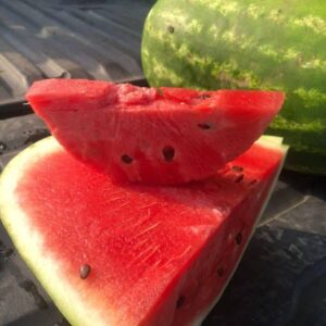 SEMILLA SANDIA HIBRIDA SENTINELLA PLANTEC