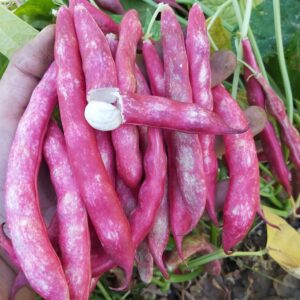 SEMILLA POROTO RUBI PARA GRANADO