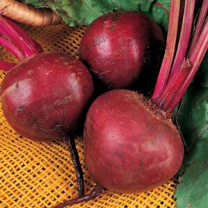 SEMILLA BETARRAGA DETROIT DARK RED (BETERRAGA) MUSIC