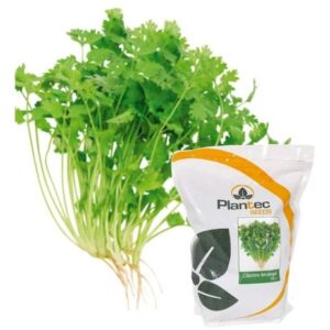 SEMILLA CILANTRO ARCANGEL PLANTEC