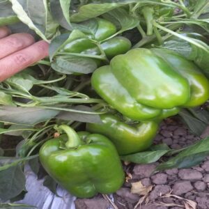 SEMILLA PIMIENTO MORRON HIBRIDO CESAR