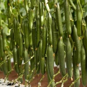 SEMILLA PEPINO HIBRIDO TIPO ALASKA ZAPATA 10 semillas