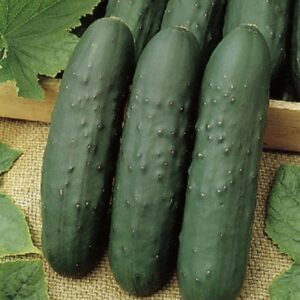 SEMILLA PEPINO MARKETMORE 76