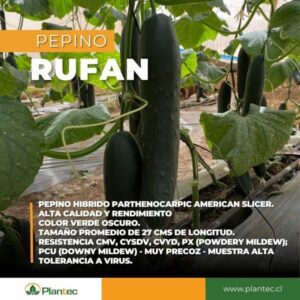 SEMILLA PEPINO TIPO ALASKA RUFAN