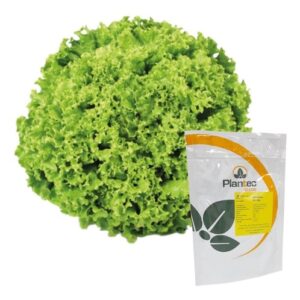 SEMILLA LECHUGA PELETIZADA PX286  PLANTEC