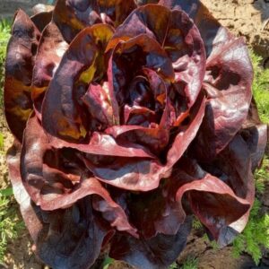 SEMILLA LECHUGA PELETIZADA MATRIOSKA PLANTEC