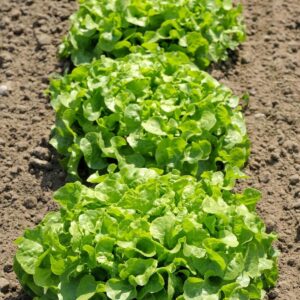 SEMILLA LECHUGA PELETIZADA NATALY PLANTEC