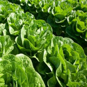 SEMILLA LECHUGA PELETIZADA MADONNA PLANTEC