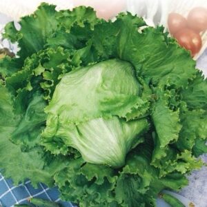 SEMILLA LECHUGA ESCAROLA MUSIC