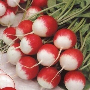 SEMILLA RABANITO  SPARKLER MUSIC