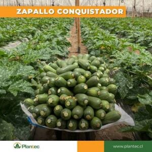 SEMILLA HIBRIDA ZAPALLO ITALIANO CONQUISTADOR PLANTEC
