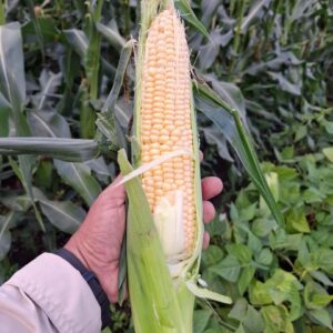 SEMILLA MAIZ EXTRA DULCE CONVOY PLANTEC