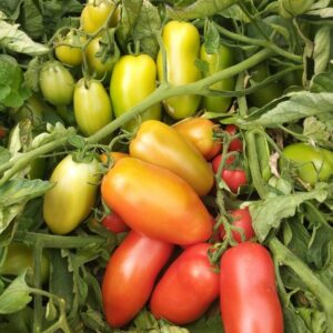 SEMILLA TOMATE  HIBRIDO RED MASTER PERITA PLANTEC