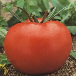 SEMILLA TOMATE CAL ACE MUSIC