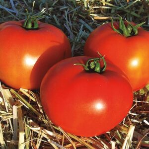 SEMILLA TOMATE DETERMINADO F1  MUSTAFA PLANTEC