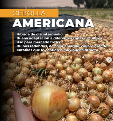 SEMILLA CEBOLLA HYB AMERICANA - Imagen 2